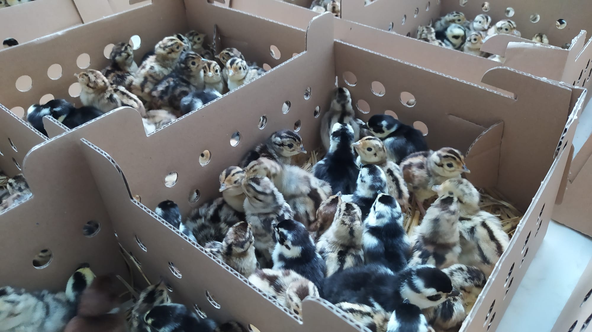 Pheasant Chicks