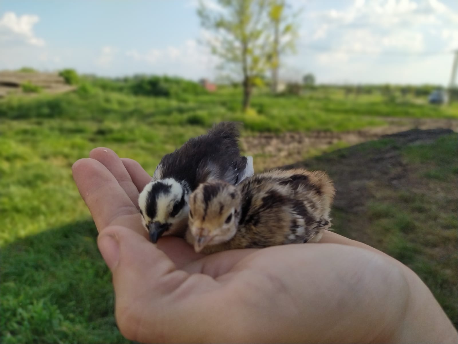 Fasan in der Hand